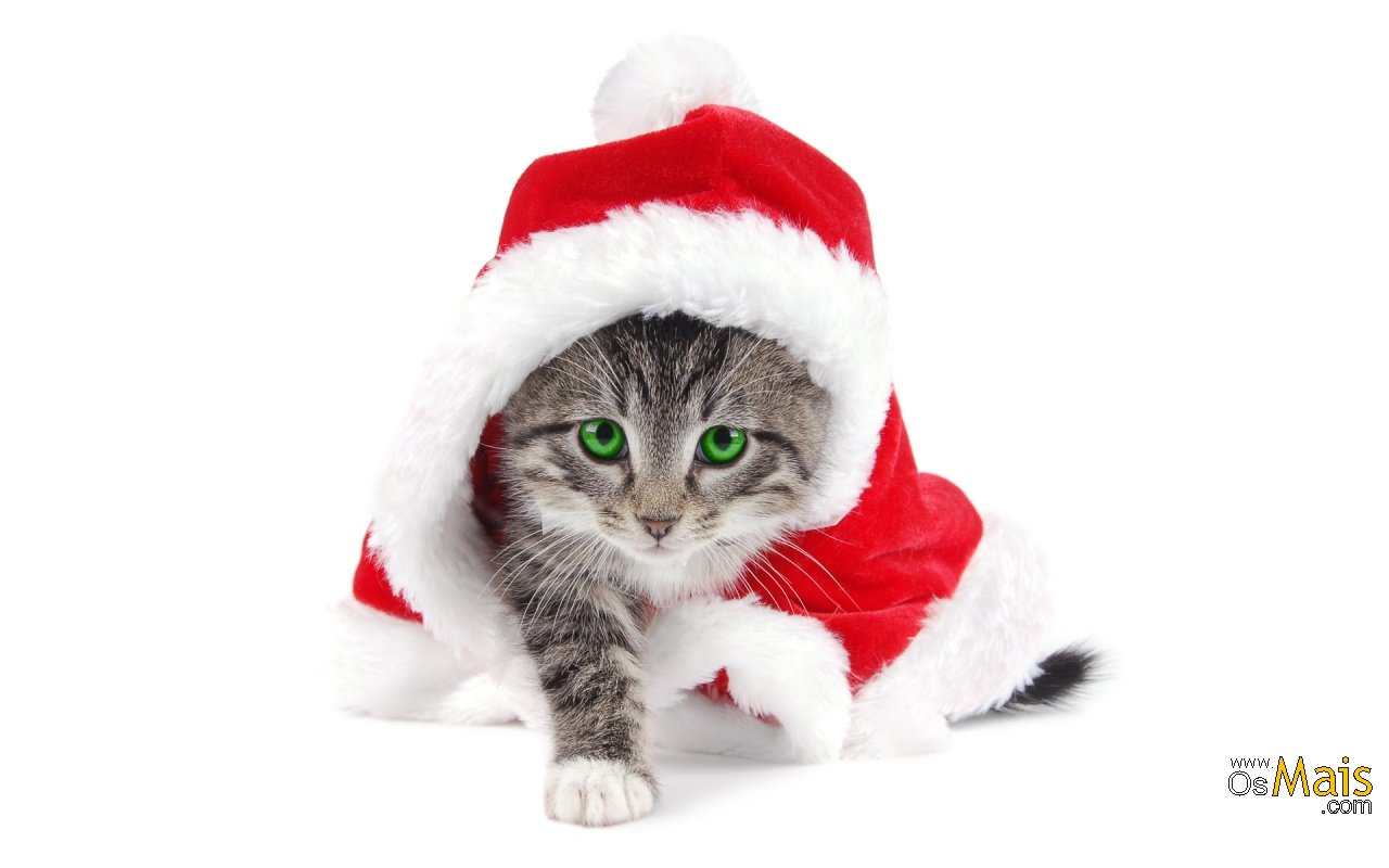 Funny Christmas Dog Images Wallpaper Pic Hwb29105 - Animals Wearing Santa Hats - HD Wallpaper 