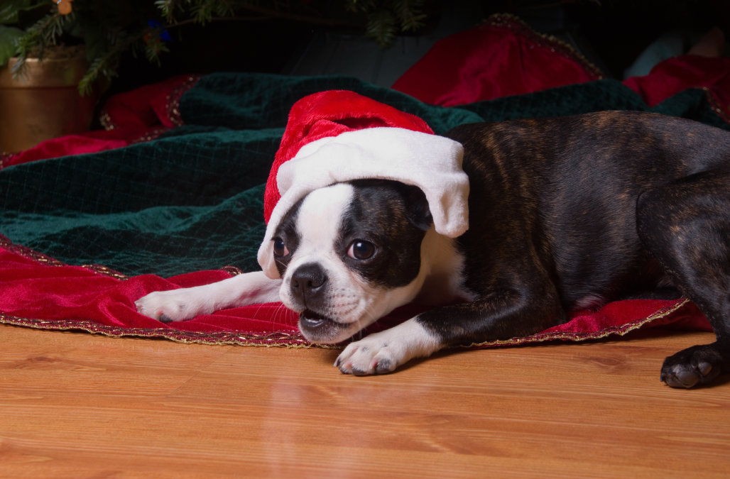Christmas Dog Wallpaper Boston Terrier - HD Wallpaper 