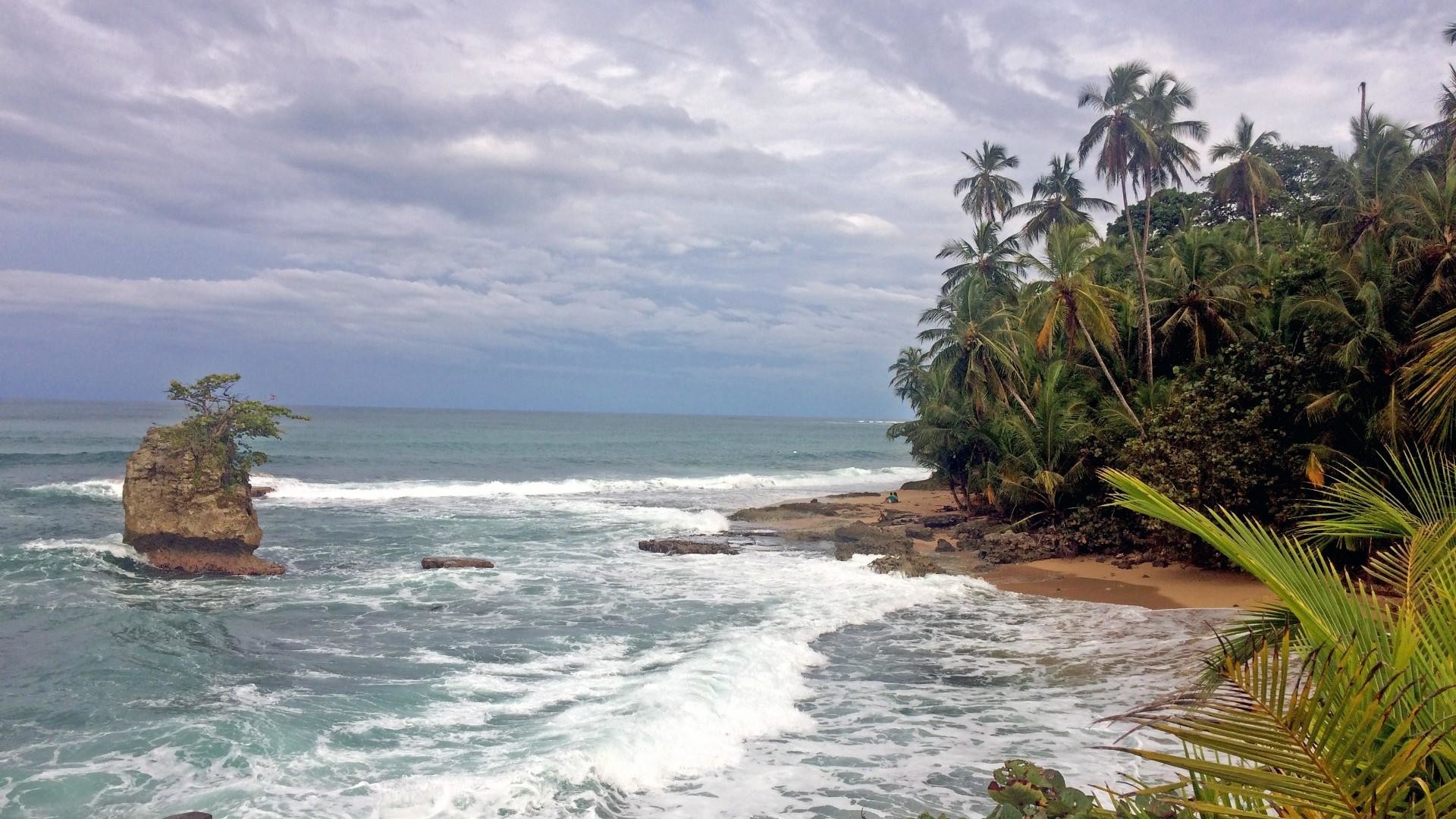 Pure Life - Attalea Speciosa - HD Wallpaper 