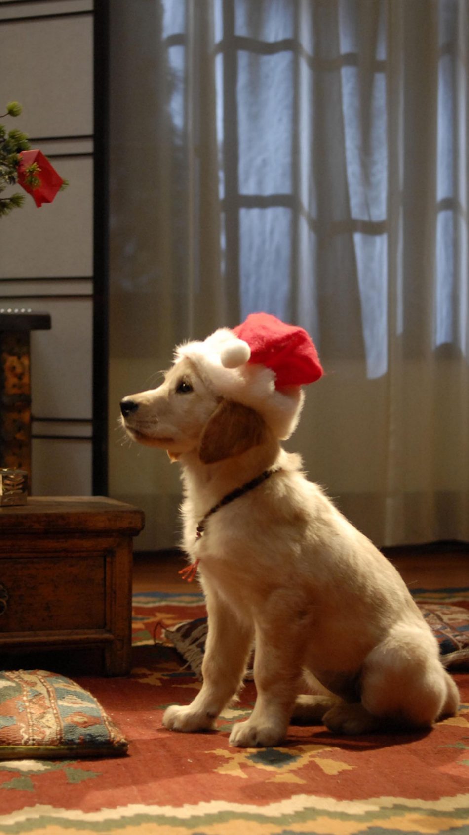 Dog Santa Hat Christmas 4k Ultra Hd Mobile Wallpaper - Santa Buddies - HD Wallpaper 
