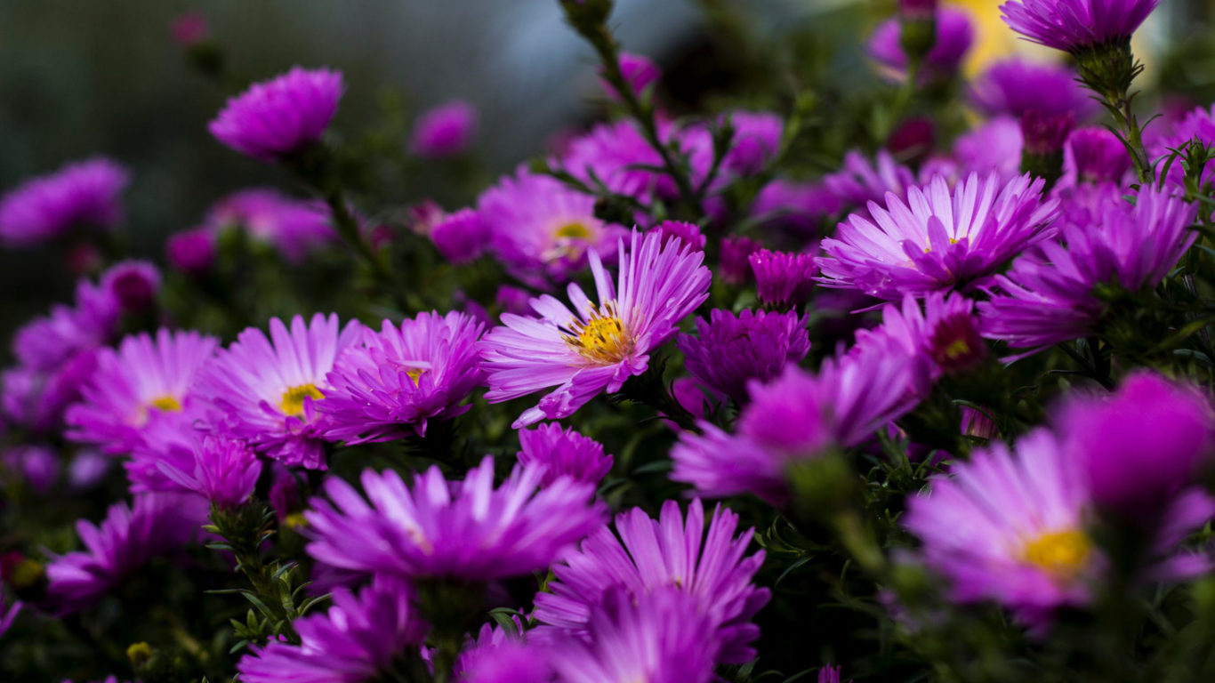 Wallpaper For Tablet Screen - HD Wallpaper 