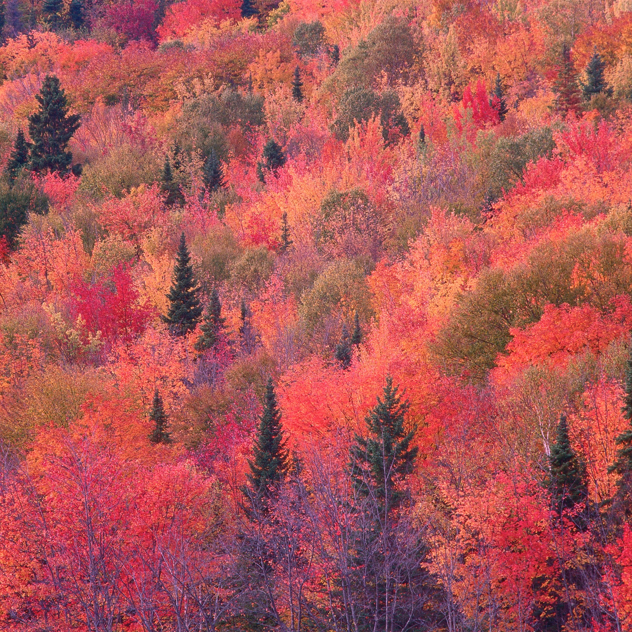 Fall Iphone Wallpaper Trees - HD Wallpaper 