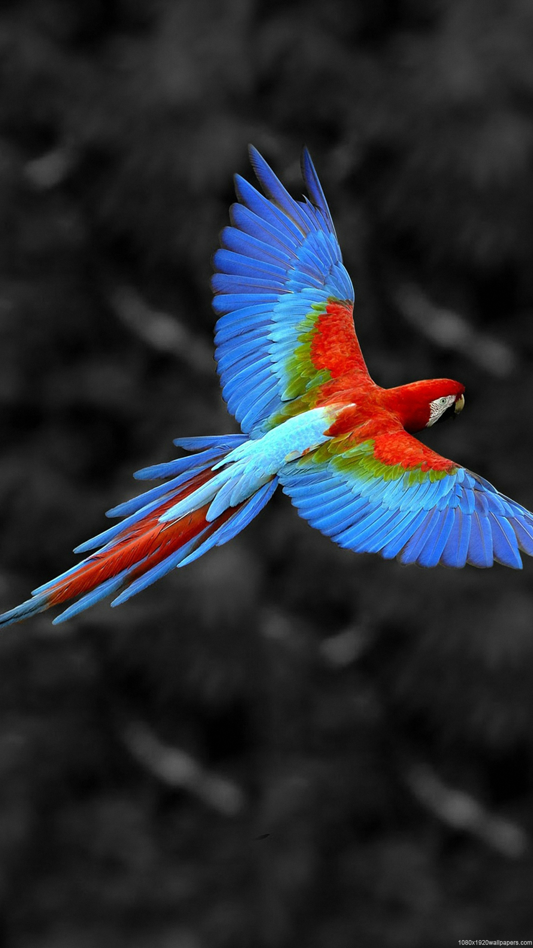 Beautiful Parrot Wallpapers Hd - Peru Birds - HD Wallpaper 