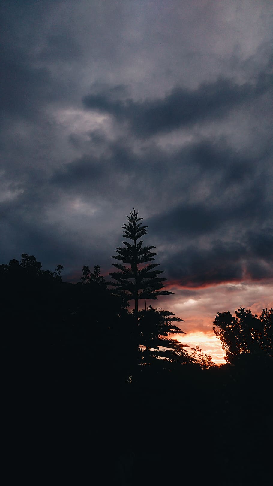 Landscape, Explore, Photograher, Lgg5, Zedge, Unsplash, - Shortleaf Black Spruce - 910x1618 Wallpaper Landscape, Explore, Photograher, Lgg5, Zedge, Unsplash, - Shortleaf Black Spruce - 910x1618 Wallpaper