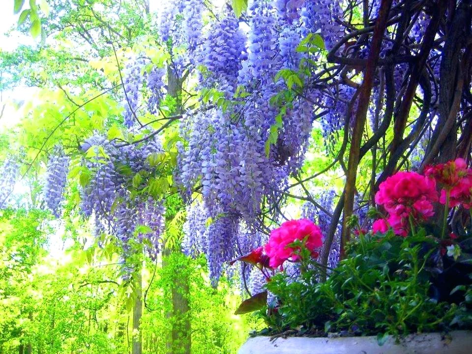 Natural Scene Wallpaper World Best Natural Scene Wallpaper - HD Wallpaper 