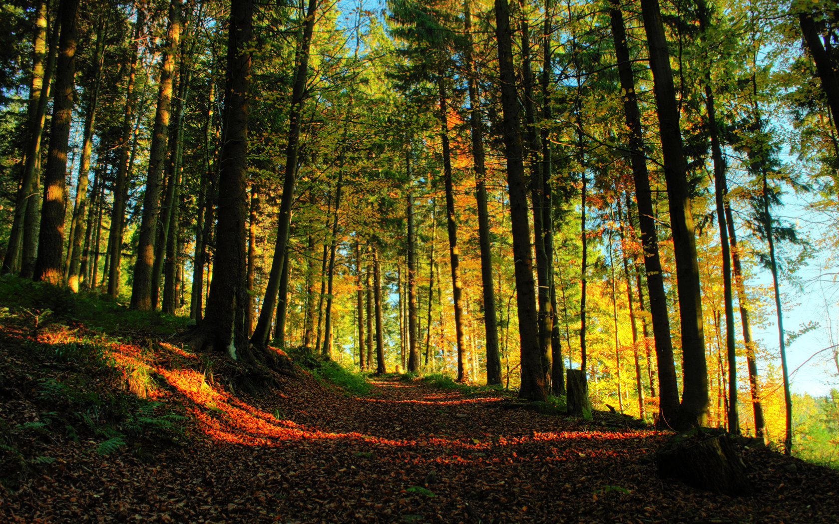 Forest Trail Wallpaper - High Resolution Forest Screensaver - HD Wallpaper 