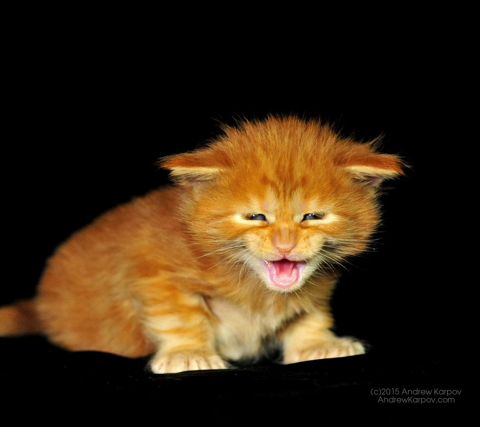 Lg K7 3g - Kitten - HD Wallpaper 