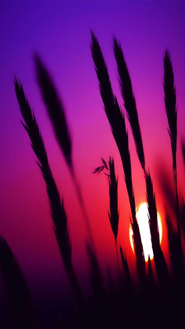 Iphone 5c Pink - Pink Nature Wallpaper For Mobile - HD Wallpaper 