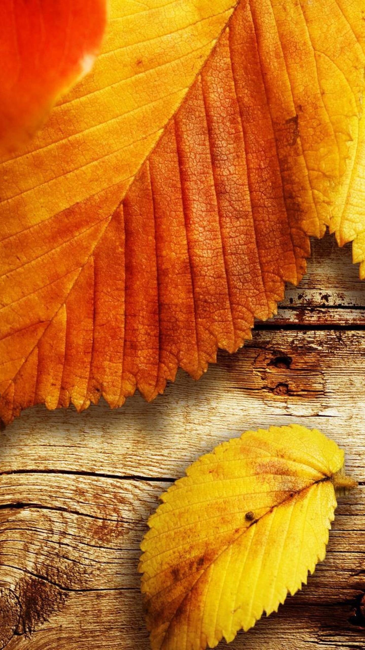 Lg G5 Hd Wallpapers - Autumn Leaves On Table - HD Wallpaper 