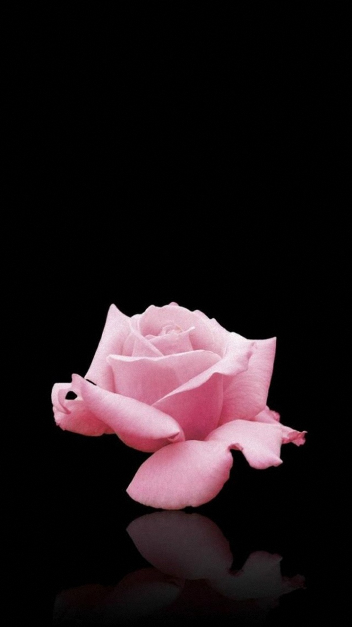 Iphone Wallpaper Pink Rose - HD Wallpaper 