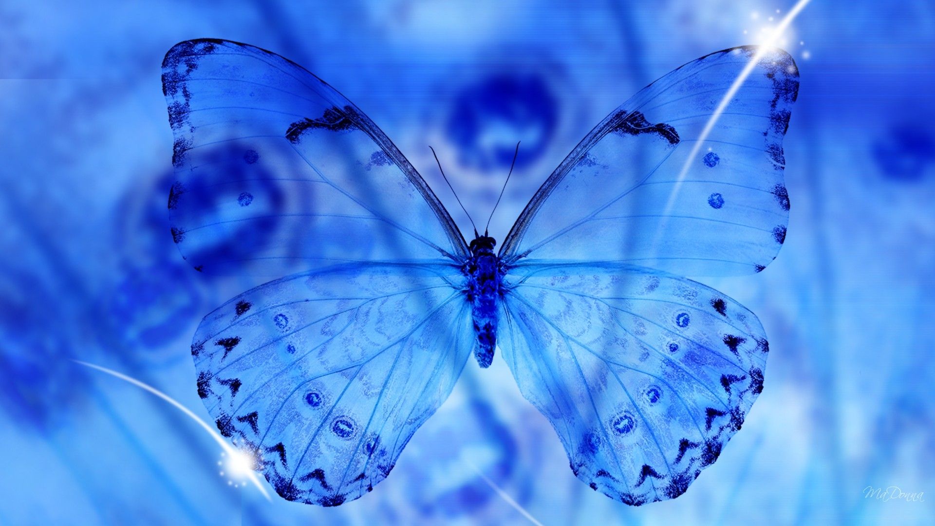 Blue Butterfly Wallpaper Hd - HD Wallpaper 