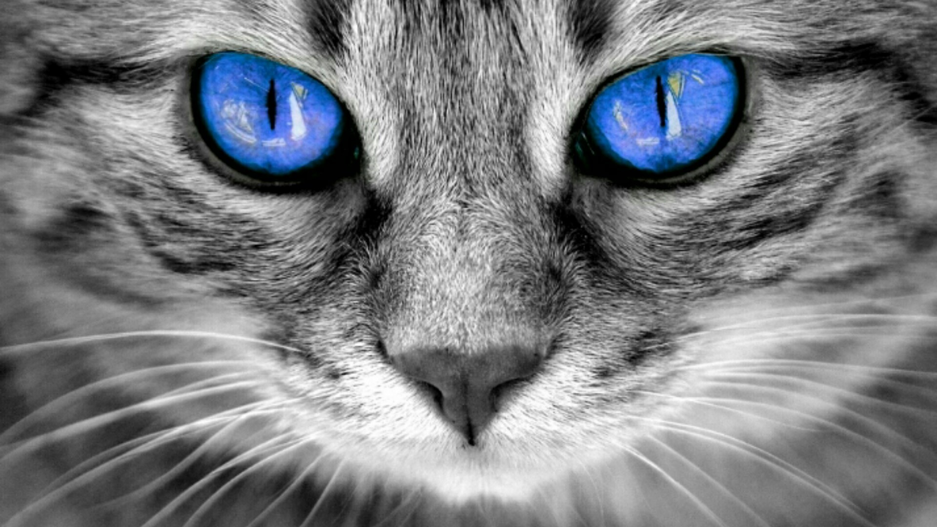 Blue Eyed Cat Wallpaper 
 Data Src Blue Eyes Wallpaper - Cat Eyes - HD Wallpaper 