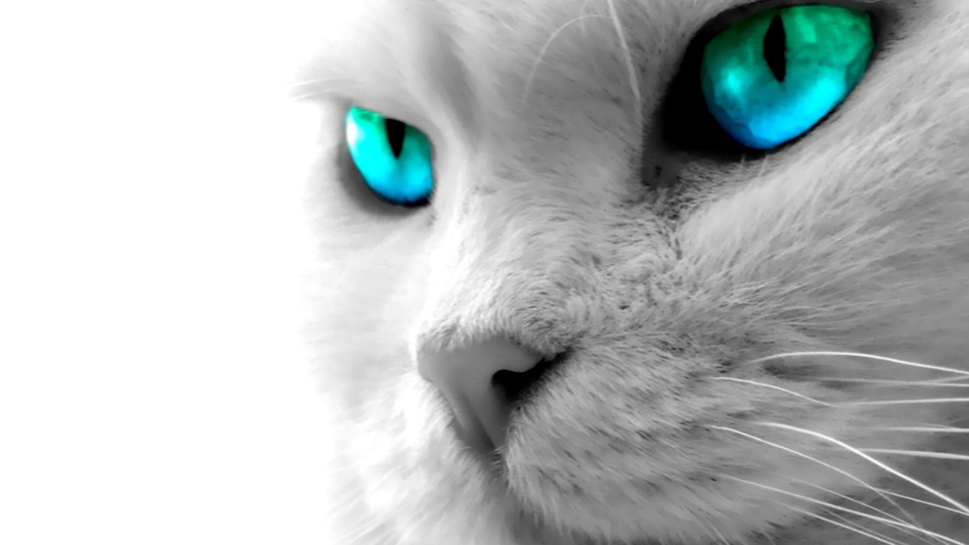 Blue Eyes Wallpaper
 Best Images About Cat Wallpapers - Hd Cat Wallpapers 1080p - HD Wallpaper 