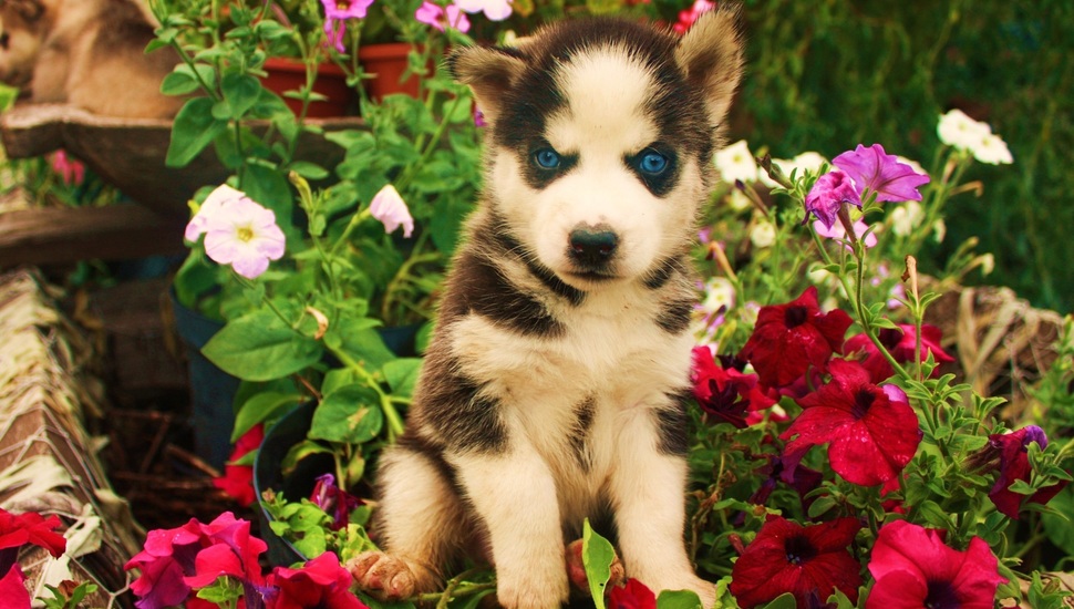 Flowers, Evil, Dog, Art, Look, Puppy, Blue Eyes Desktop - Iphone Baby Husky - HD Wallpaper 
