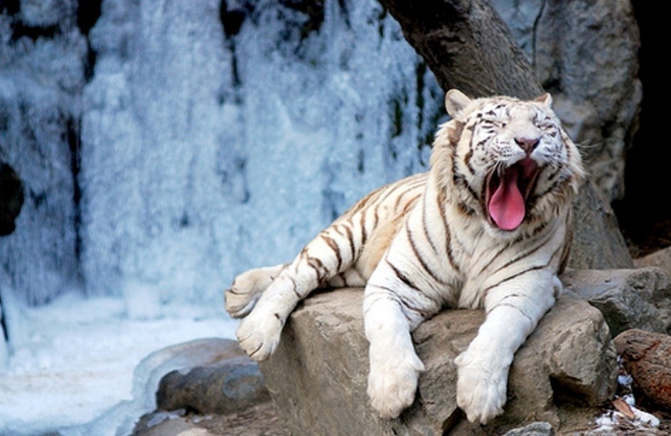 White Bengal Tiger With Blue Eyes Wallpaper - White Bengal Tiger With Blue Eyes - HD Wallpaper 