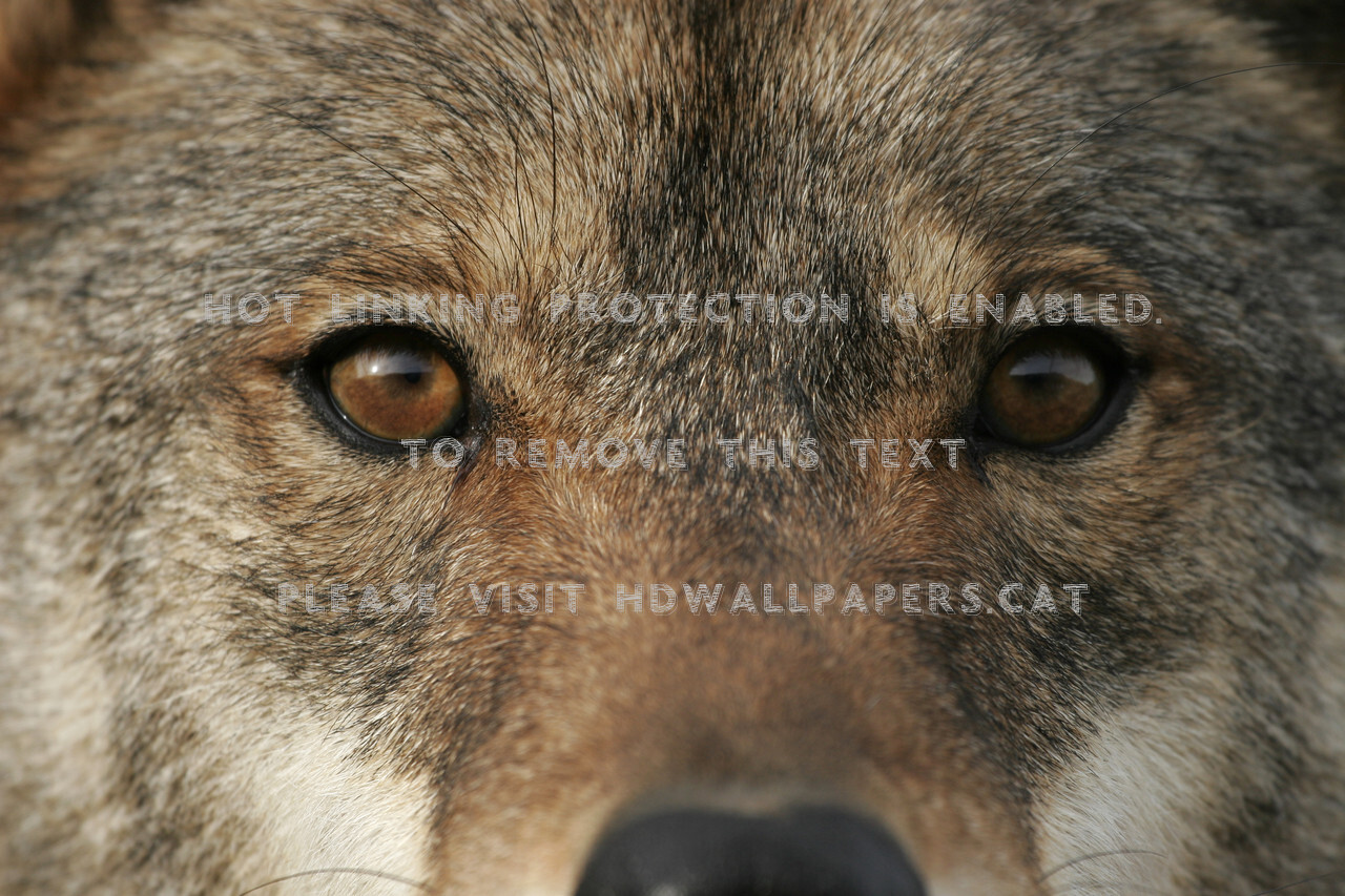 Wolf Eyes Rusty Brown Black Nose Animals - Czechoslovakian Wolfdog - HD Wallpaper 