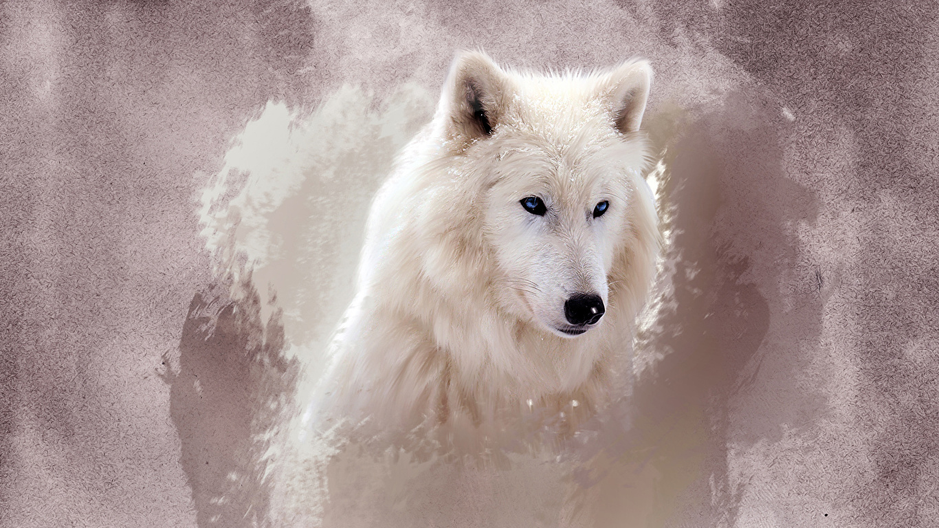 Eyes, White, Face, Wolf Desktop Background - Cute Wolf Wallpaper Hd - HD Wallpaper 