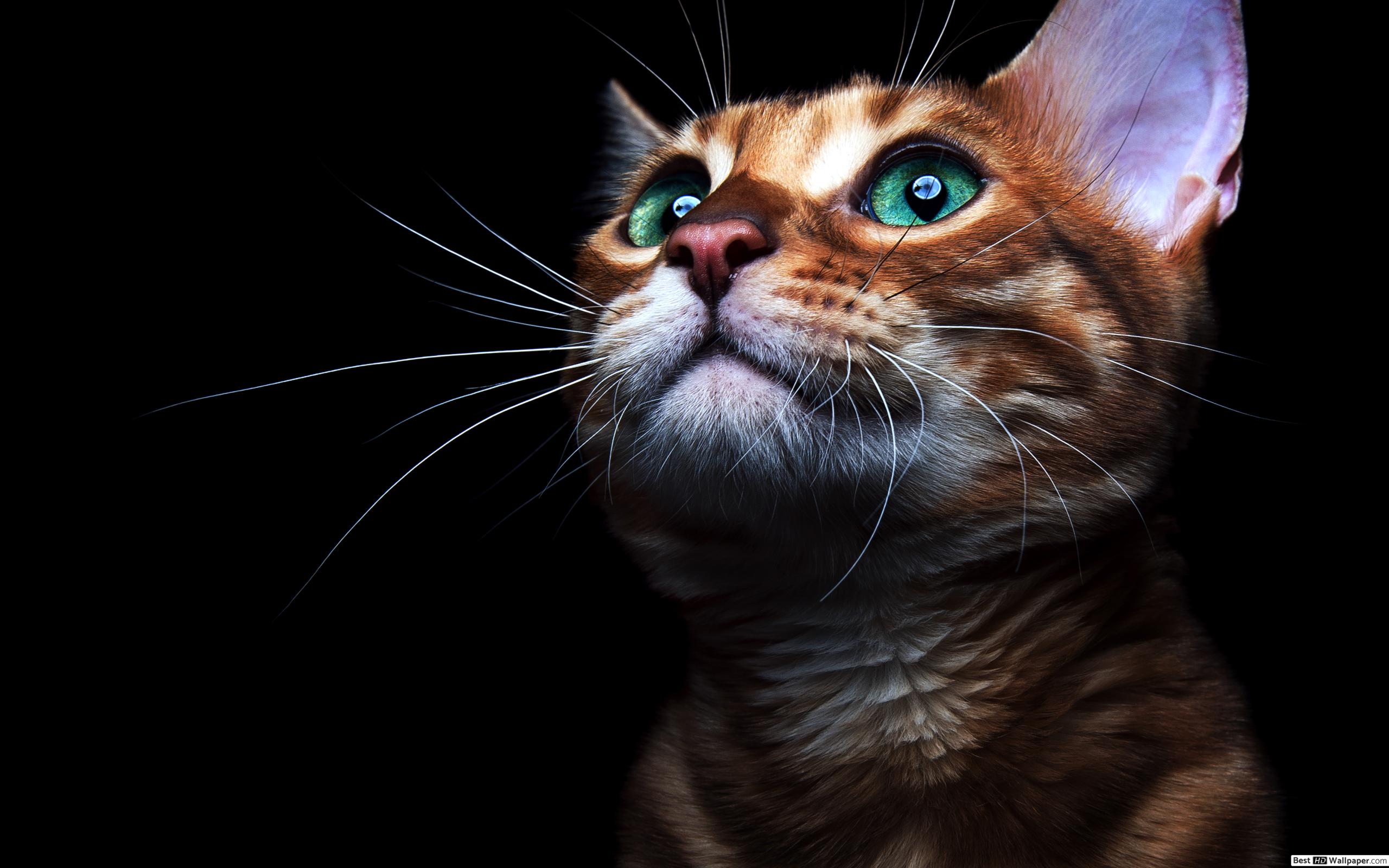 Cute Cat Pictures Black Background - HD Wallpaper 