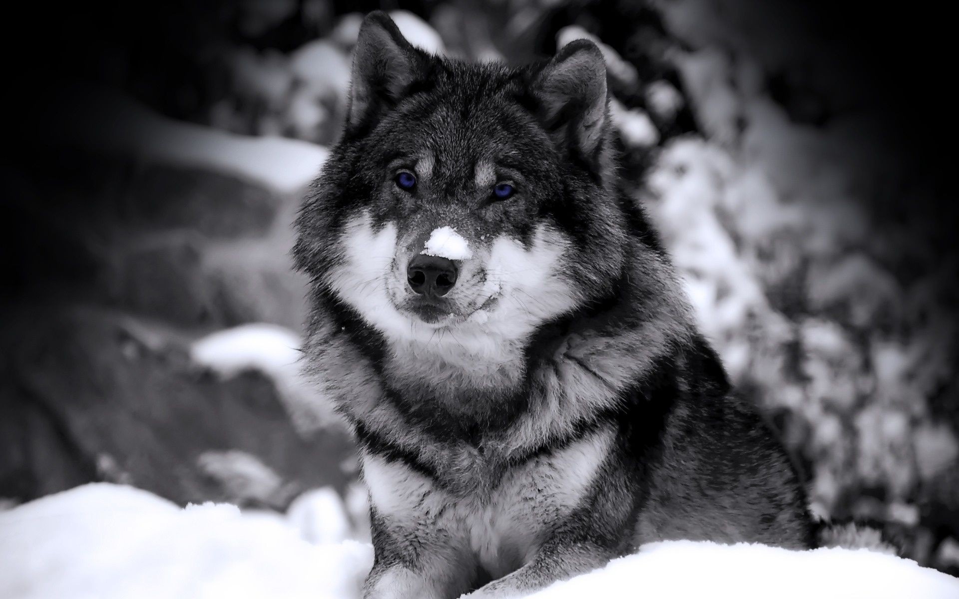 Animals Mammal Portrait Canine Dog Winter Wolf Snow - Wolf Hd Wallpaper 1080p - HD Wallpaper 