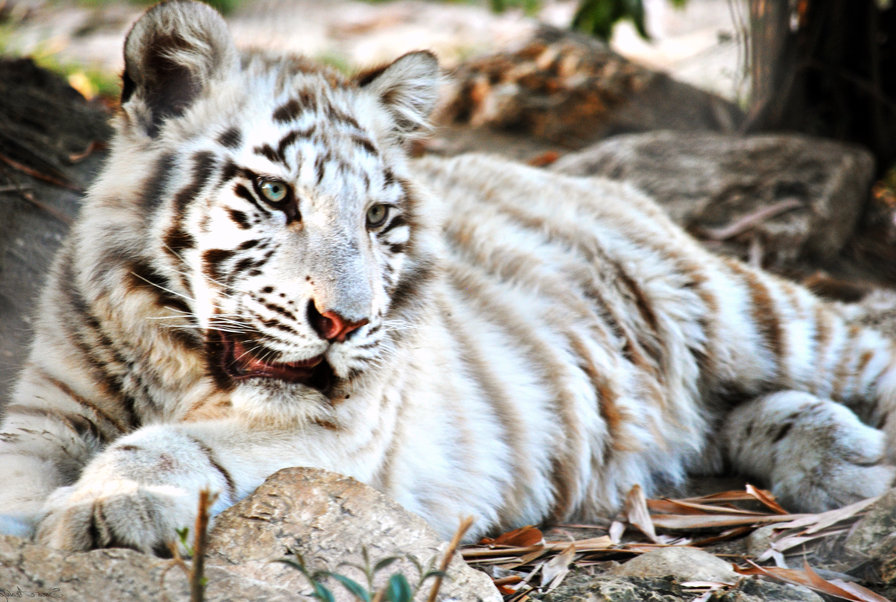 White Tiger Cubs With Blue Eyes Wallpaper - White Tiger Cub With Blue Eyes - HD Wallpaper 