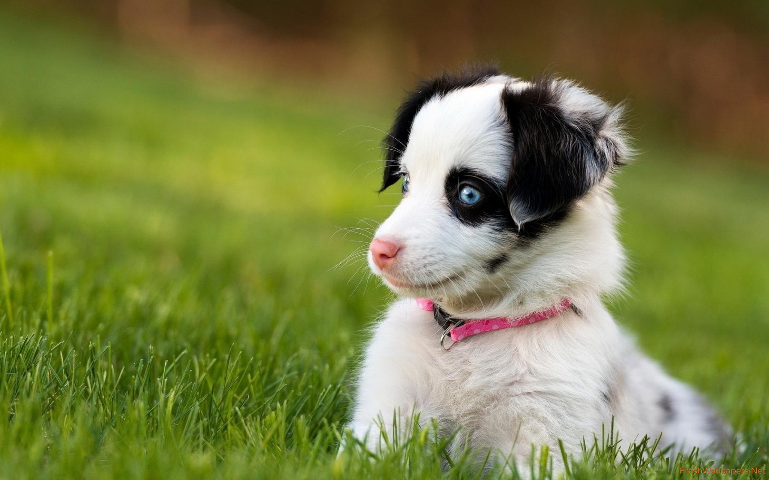 Cute Puppy - HD Wallpaper 
