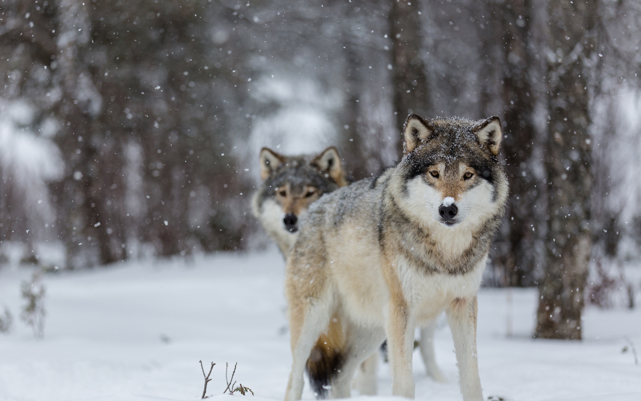 Wallpaper Wolves, Eyes, Winter, Snow, Trees, Bokeh - Fondos Lobo En La Nieve - HD Wallpaper 