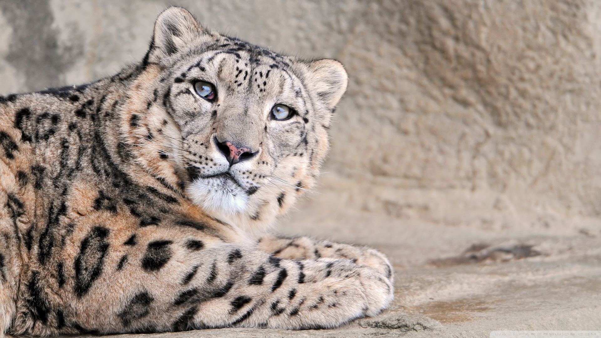 Snow Leopard - HD Wallpaper 