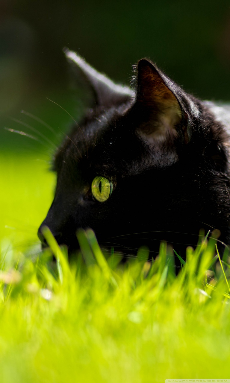 Black Cat With Green Eyes Hd - HD Wallpaper 