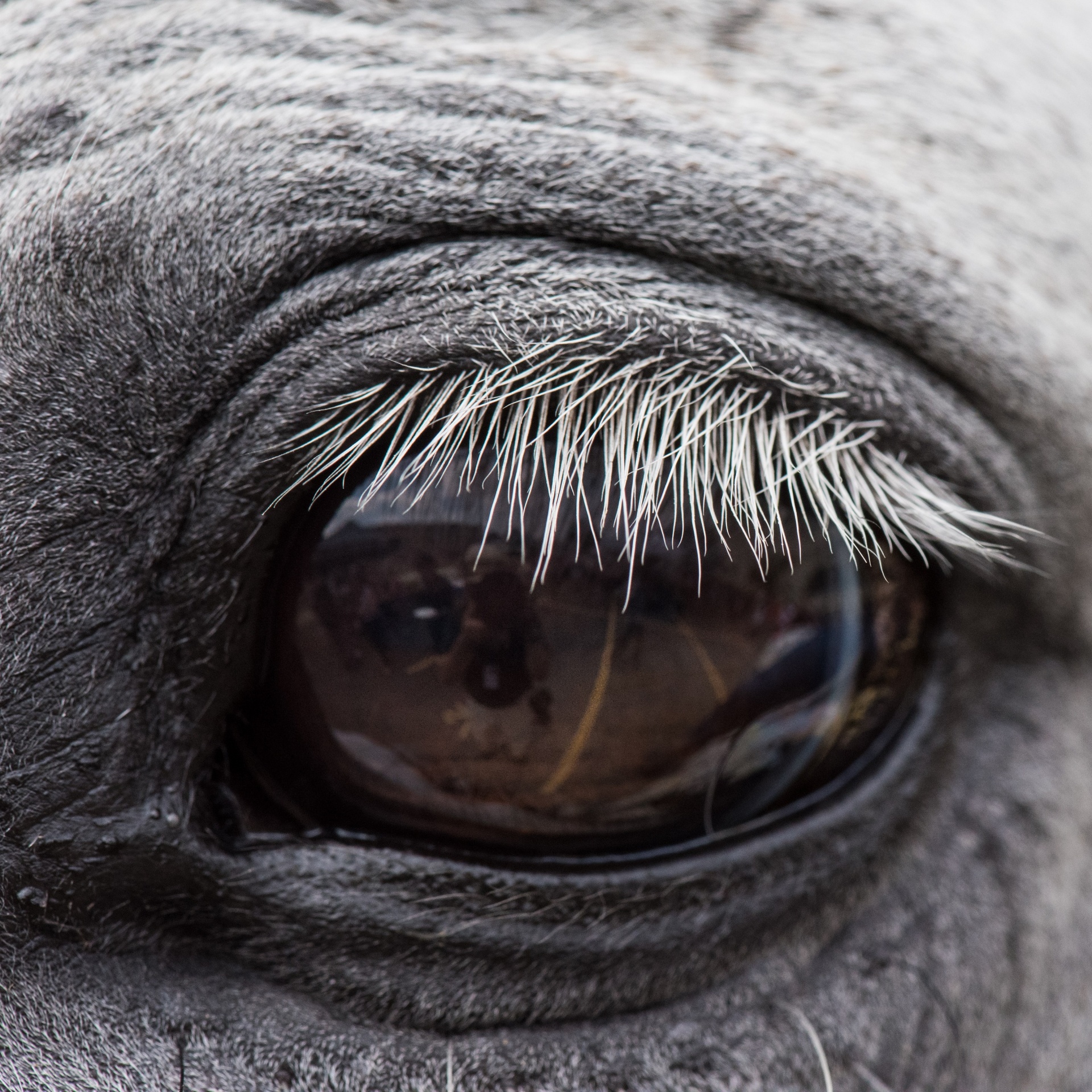 Eye,free Pictures, Free Photos, Free Images, Royalty - Horse's Eye - HD Wallpaper 