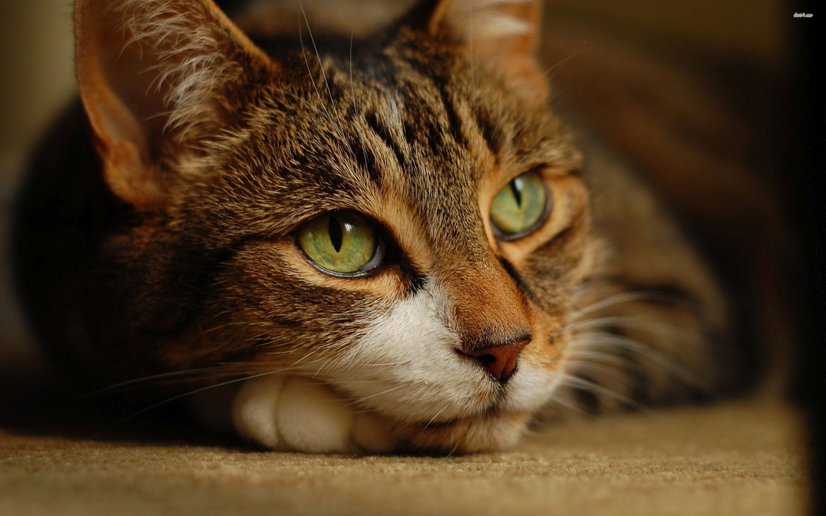 Brown Cat With Green Eyes - HD Wallpaper 