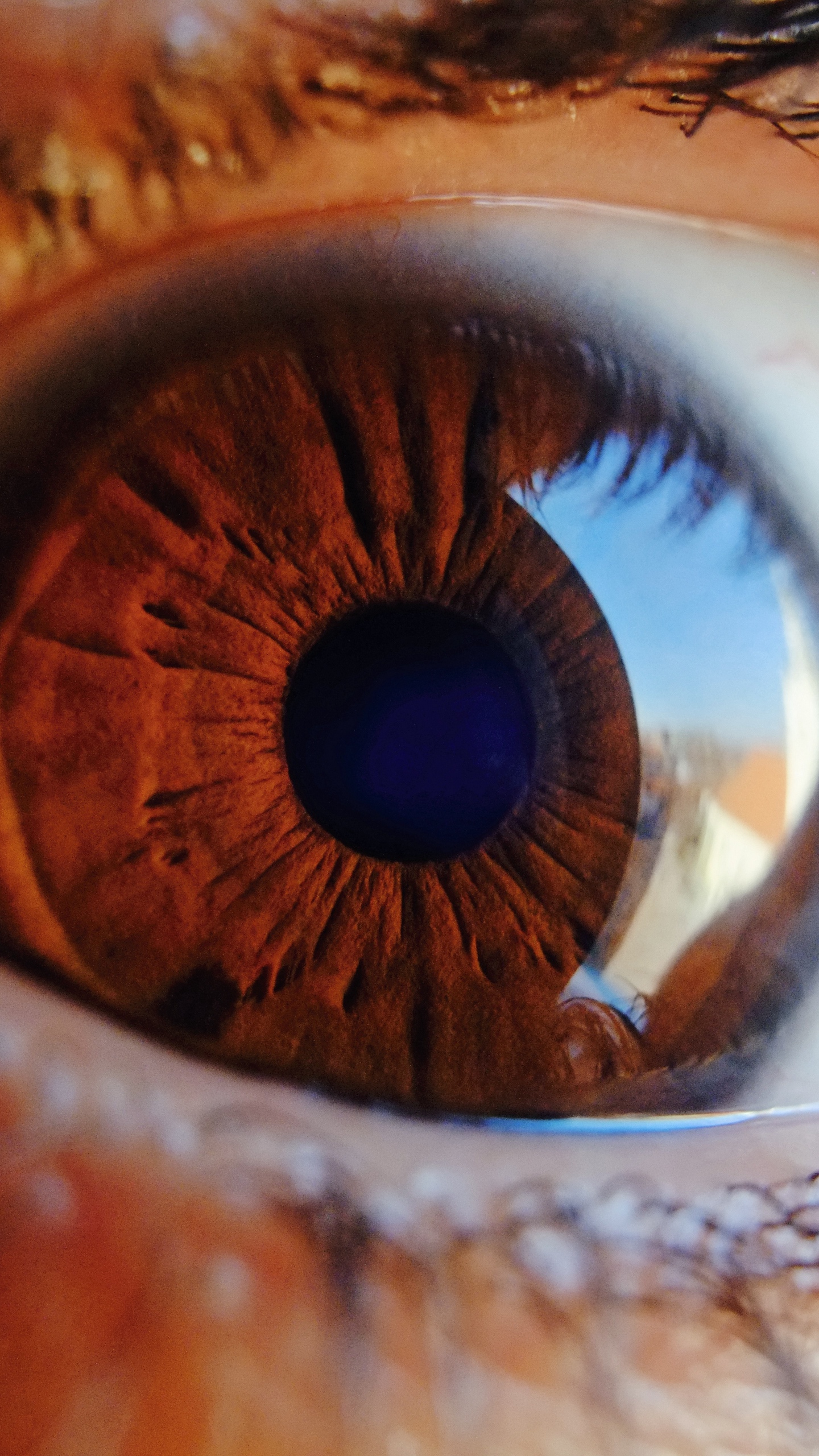 Wallpaper Eye, Pupil, Close Up, Brown, Highlight - Zoom Ojo Humano - HD Wallpaper 