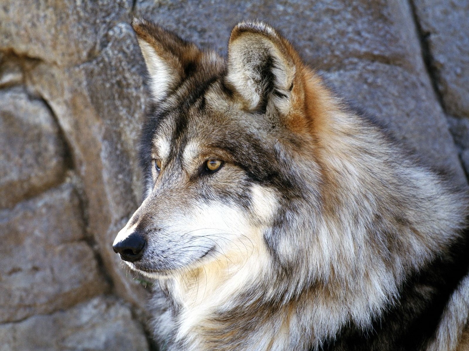 Wallpaper - Arabian Wolf - HD Wallpaper 