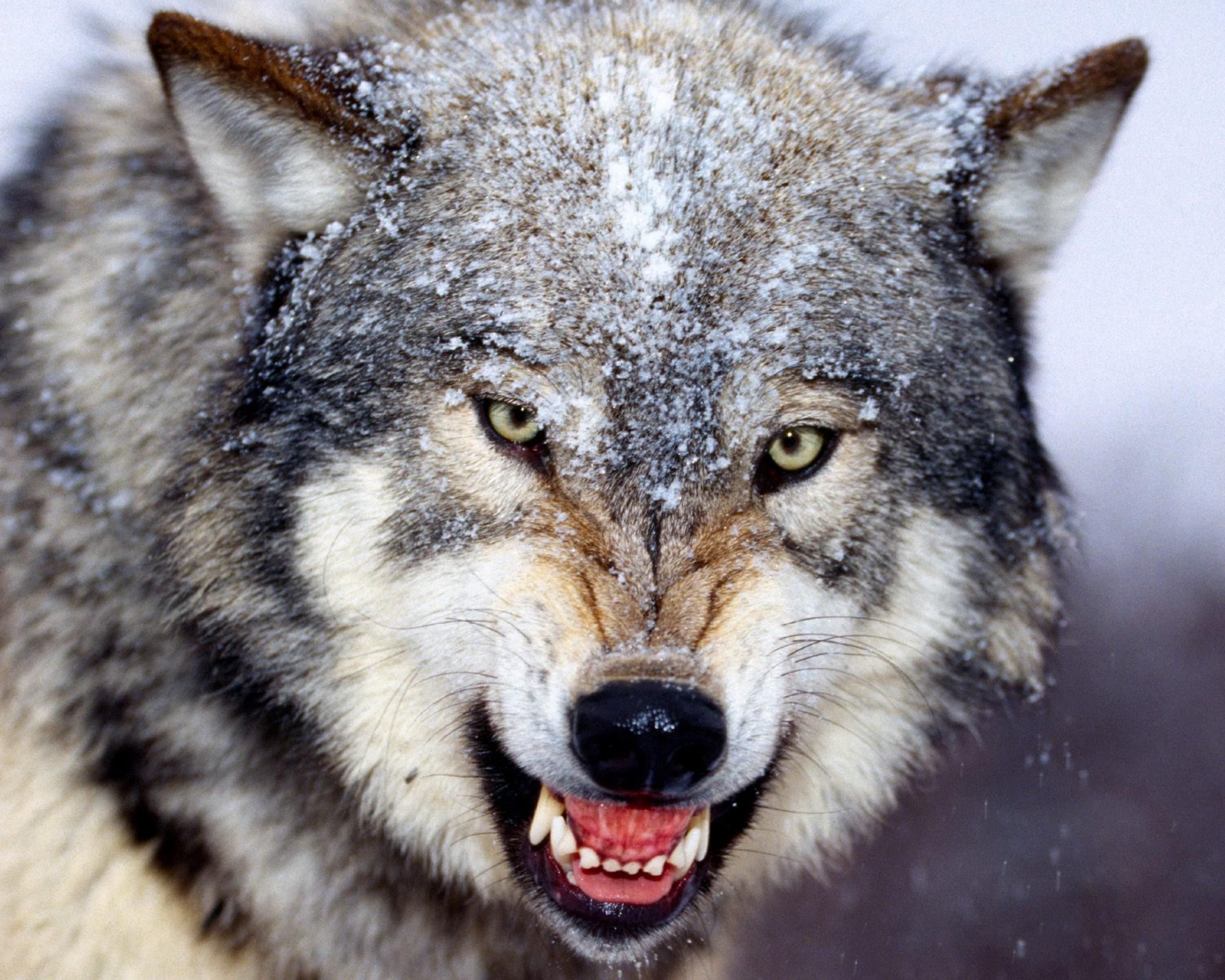 Angry Wolf - HD Wallpaper 