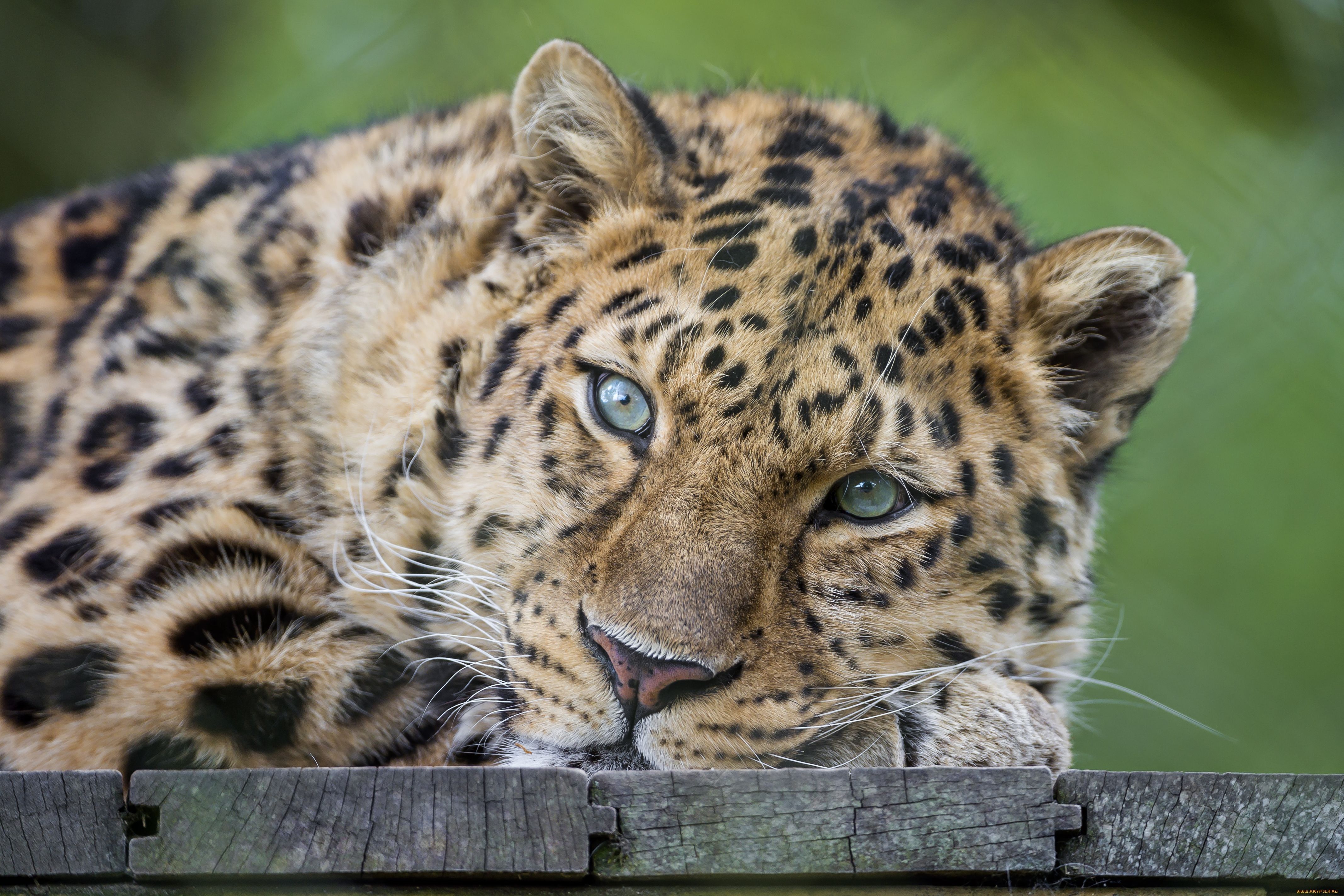 Marwell Wildlife - HD Wallpaper 