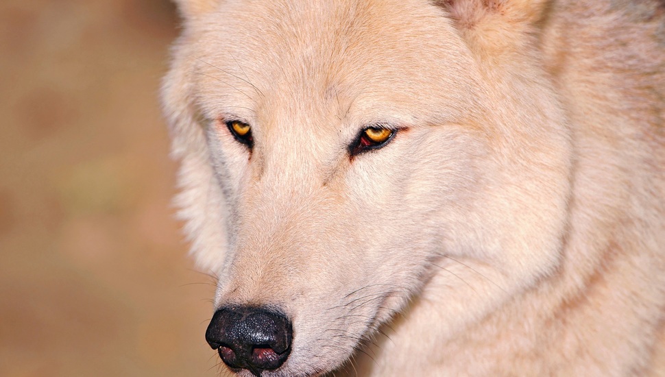 Wolf, Eyes, Nose, White Desktop Background - Wolf Nose Hd - HD Wallpaper 