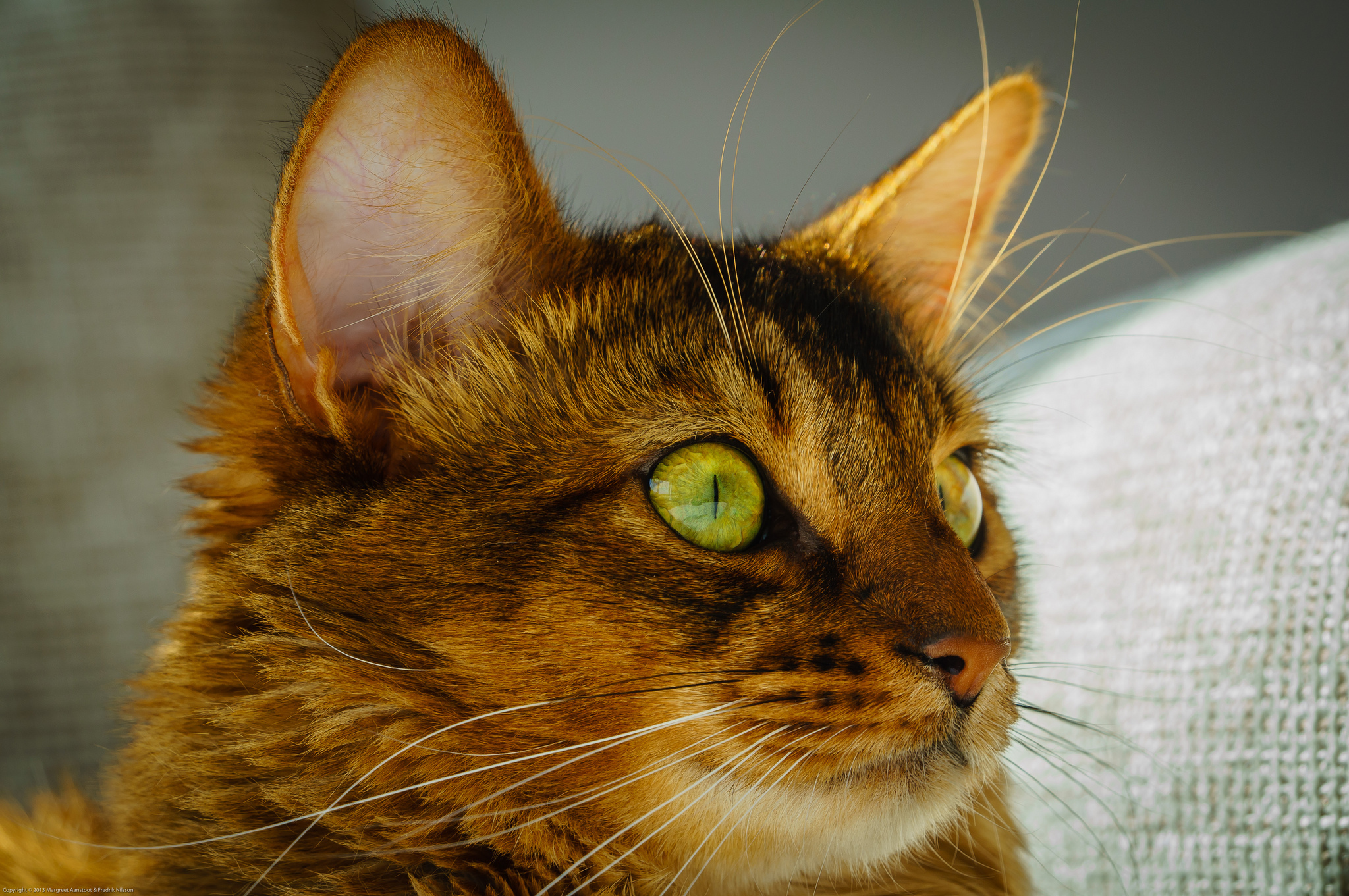 Wallpaper Cat, Face, Eyes, Green Eyes - Green Best Eyes Cats - HD Wallpaper 