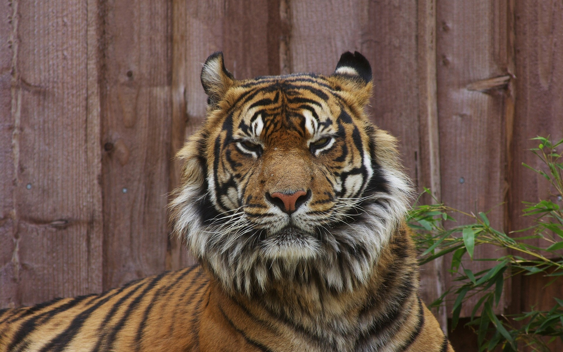 Tiger Angry Eyes - 1920x1200 Wallpaper Tiger Angry Eyes - 1920x1200 Wallpaper