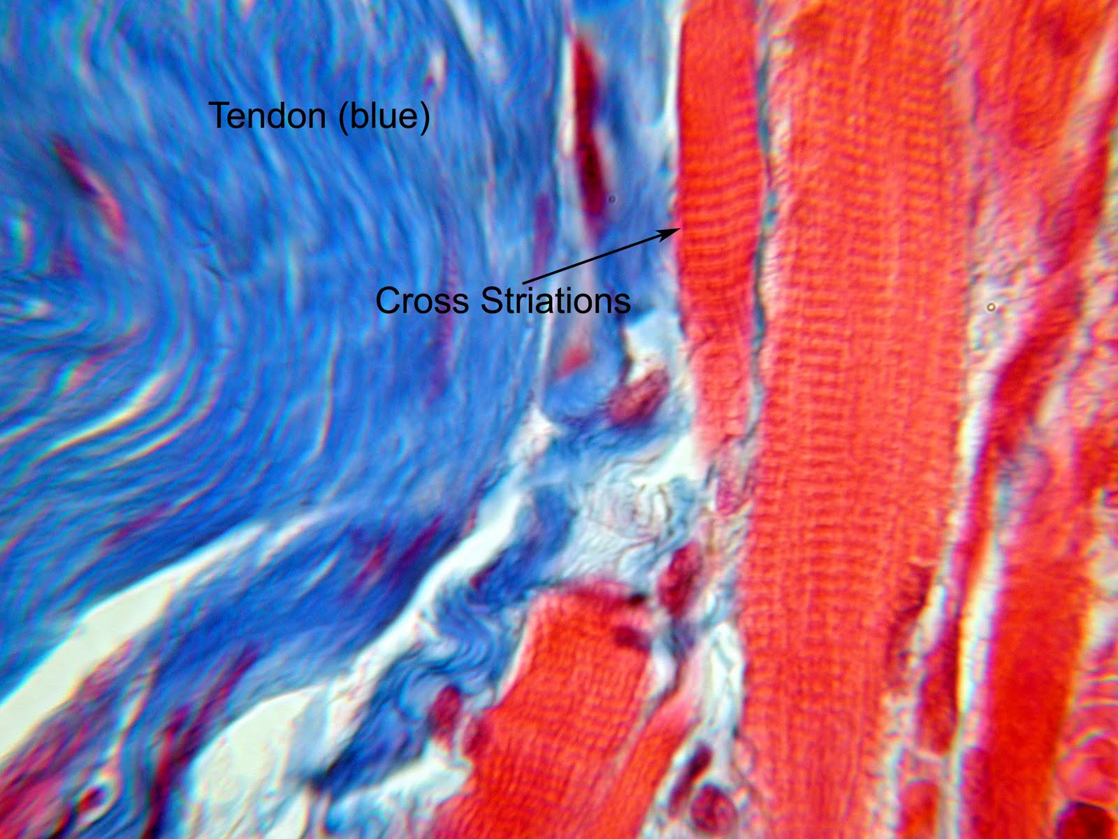 Eyeball Wallpaper Respected - Painting - HD Wallpaper 