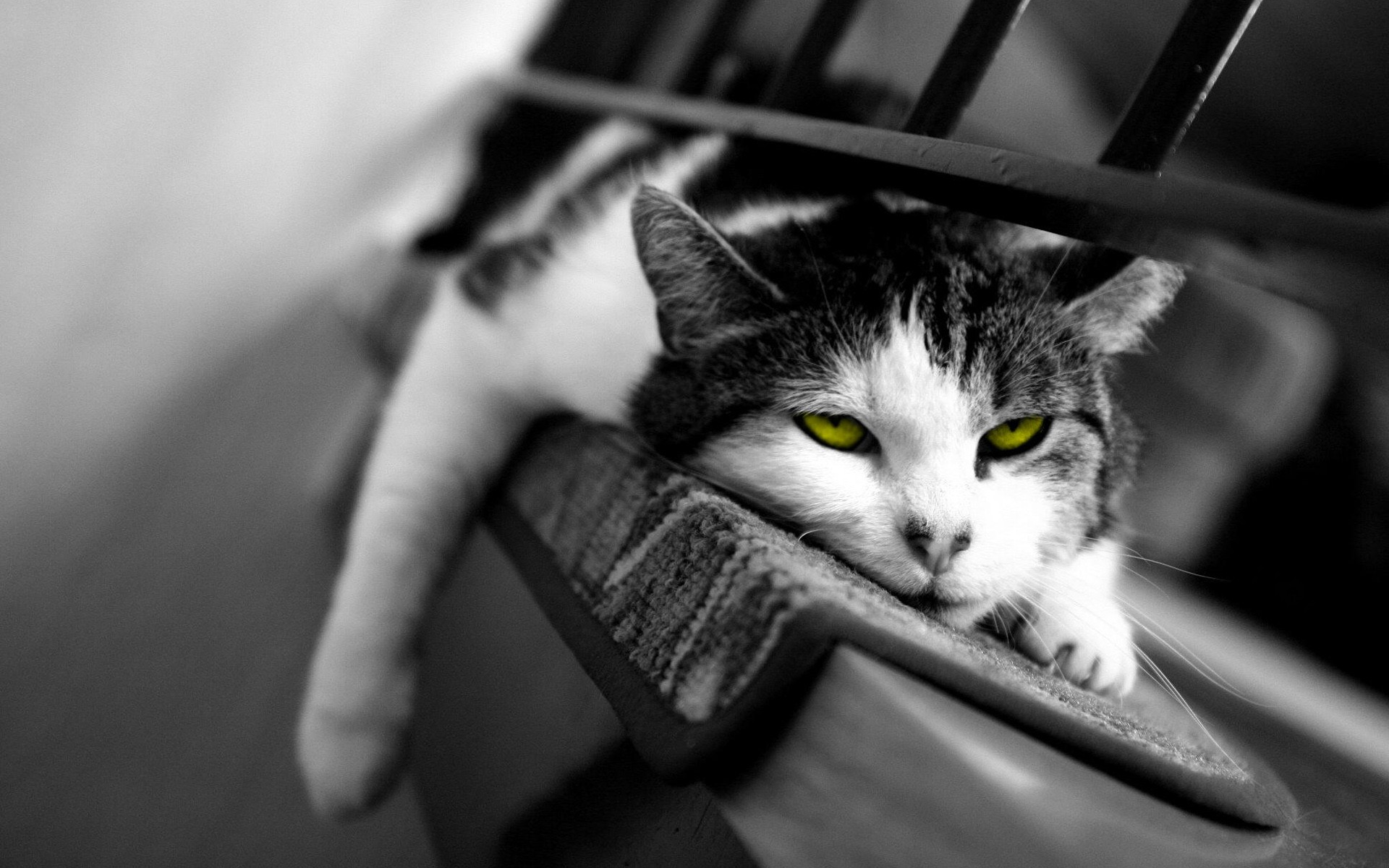 Black And White Cats With Green Eyes Wallpaper - Black And White Desktop - HD Wallpaper 