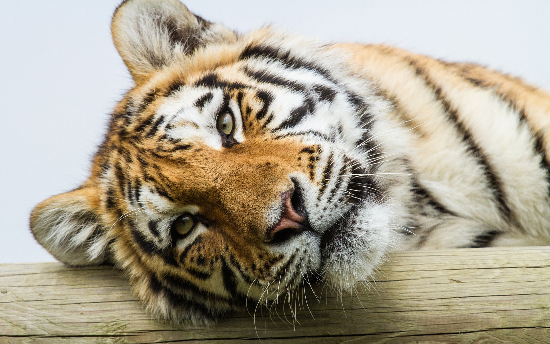 Wallpaper Amur Tiger, Eyes, Face Close-up - Hd Tiger Portrait - HD Wallpaper 