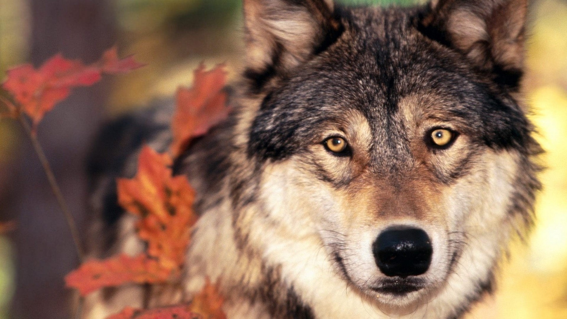 Background Full Hd 1080p - Wolf Face 4k - HD Wallpaper 