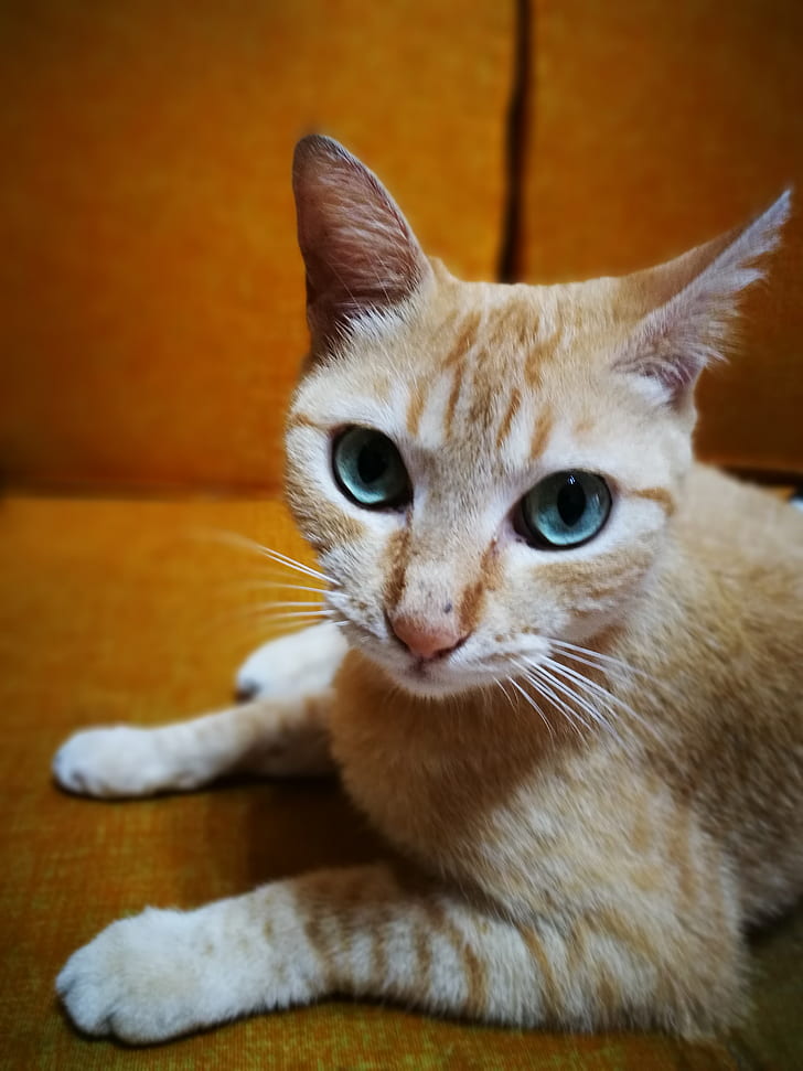 Cat Eyes, Mishka, Hd Wallpaper - Arabian Mau - HD Wallpaper 