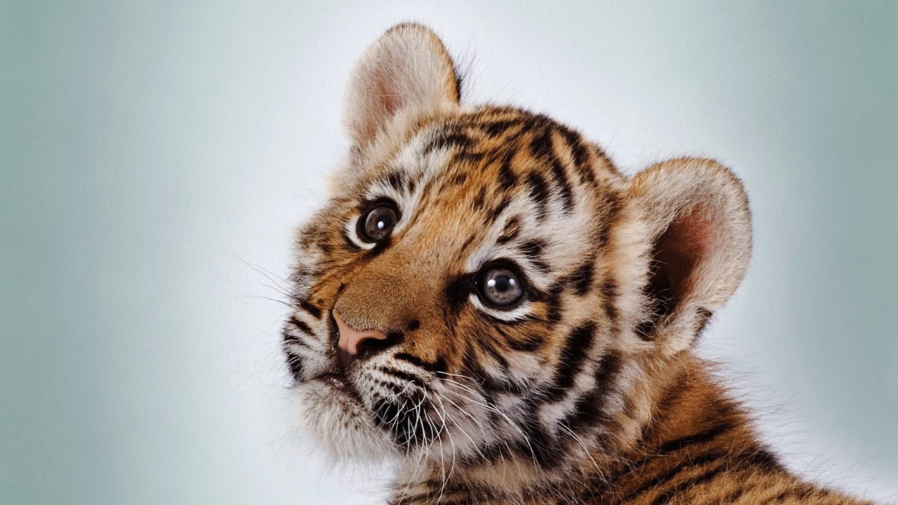 Cute Baby Tiger - HD Wallpaper 