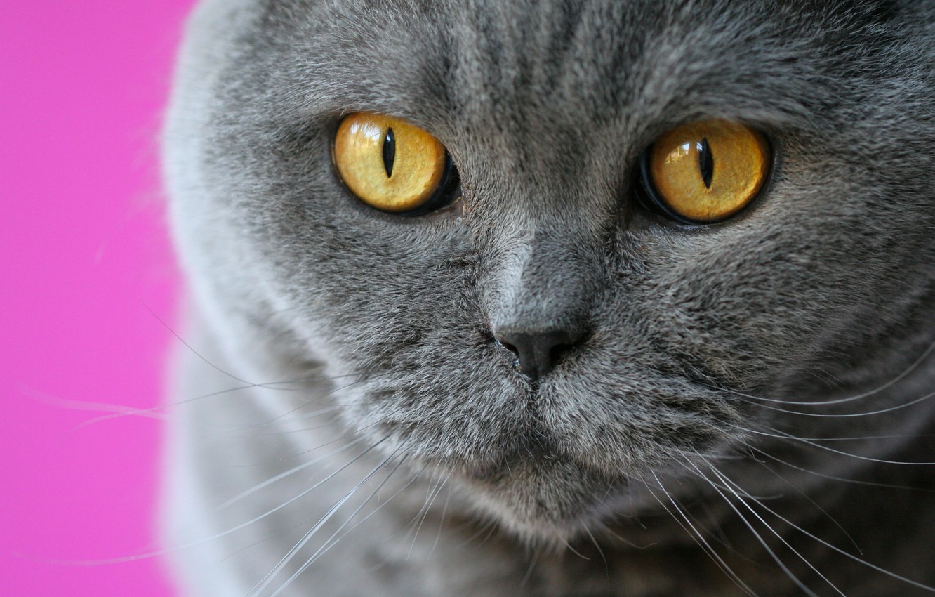 Photo Wallpaper Cat, Eyes, Cat, Mustache, Look, Muzzle, - Мордочка Британского Кота - HD Wallpaper 