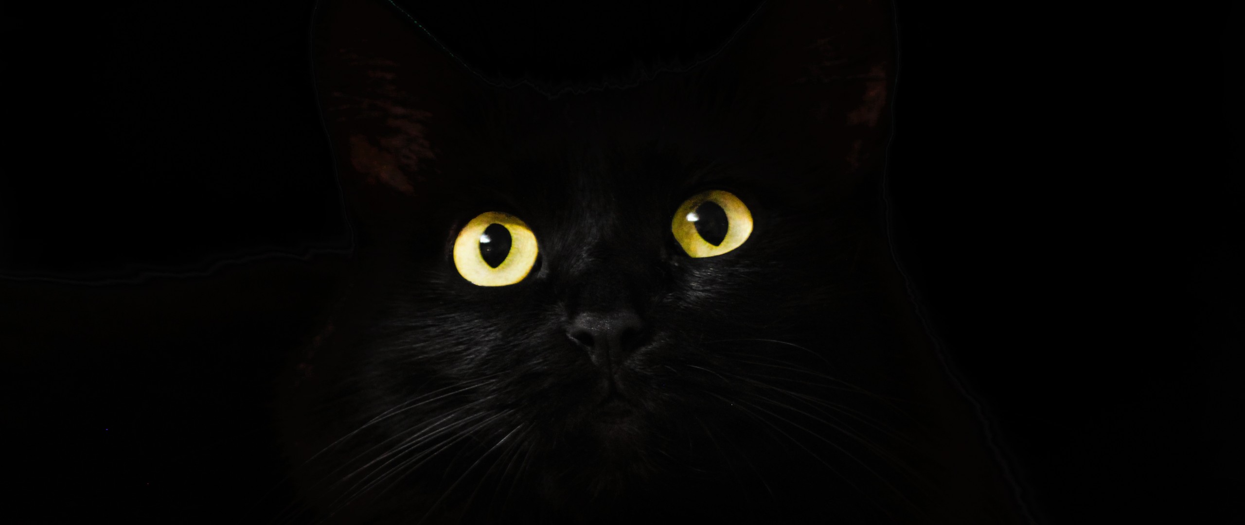 Black Cat Wallpaper Eyes - HD Wallpaper 