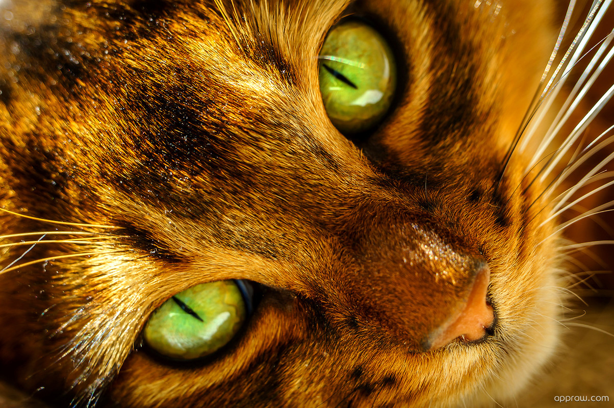 Sfondi Con Occhi Di Gatto - HD Wallpaper 