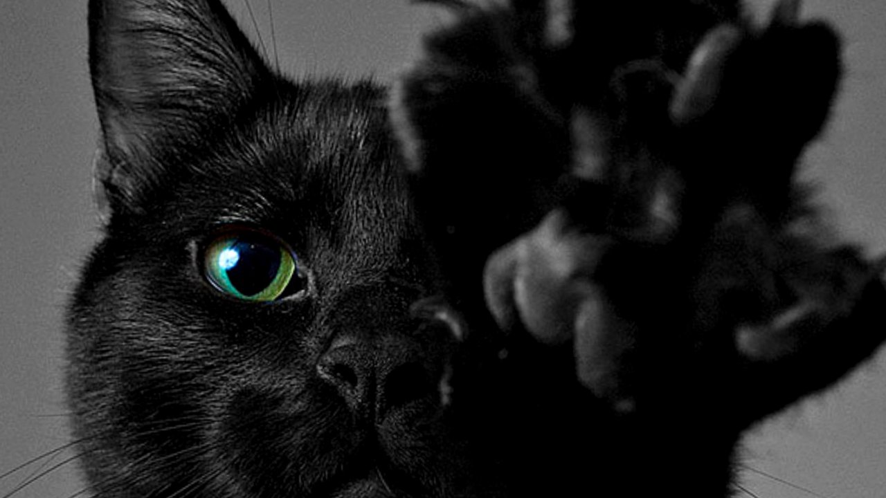 Cat - HD Wallpaper 