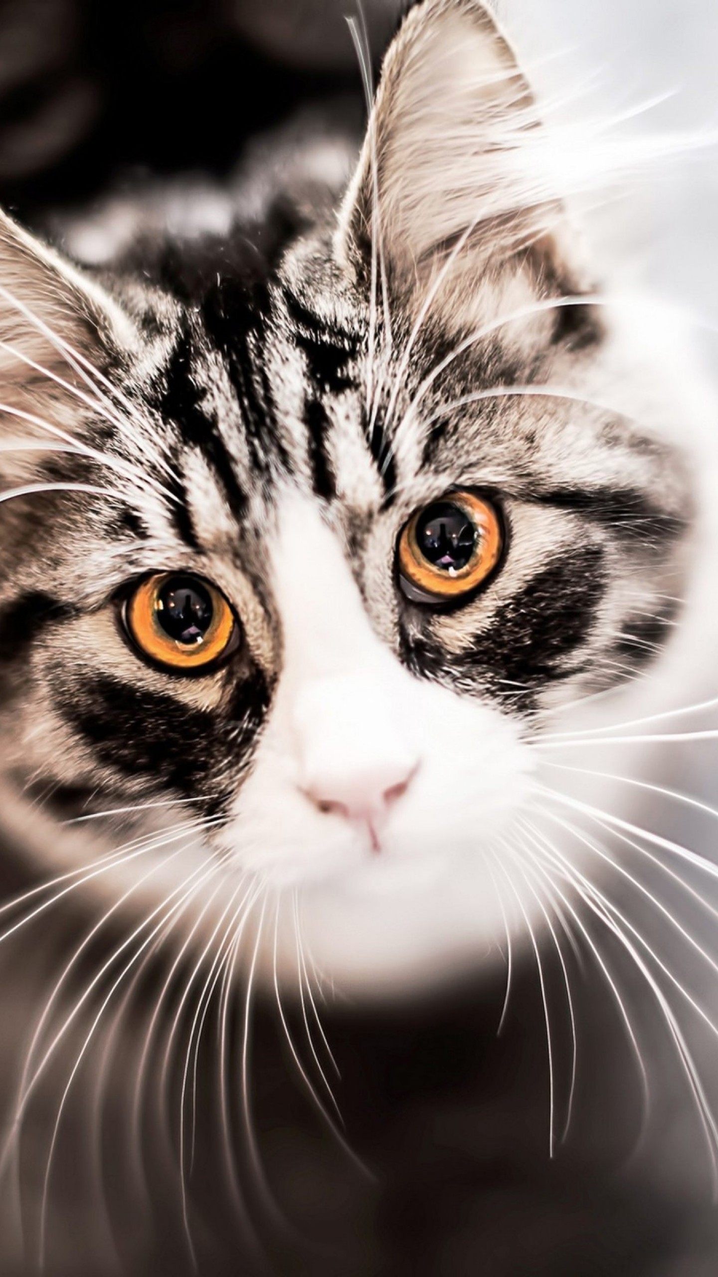 4k Cat Wallpaper For Mobile - 1440x2560 Wallpaper 4k Cat Wallpaper For Mobile - 1440x2560 Wallpaper