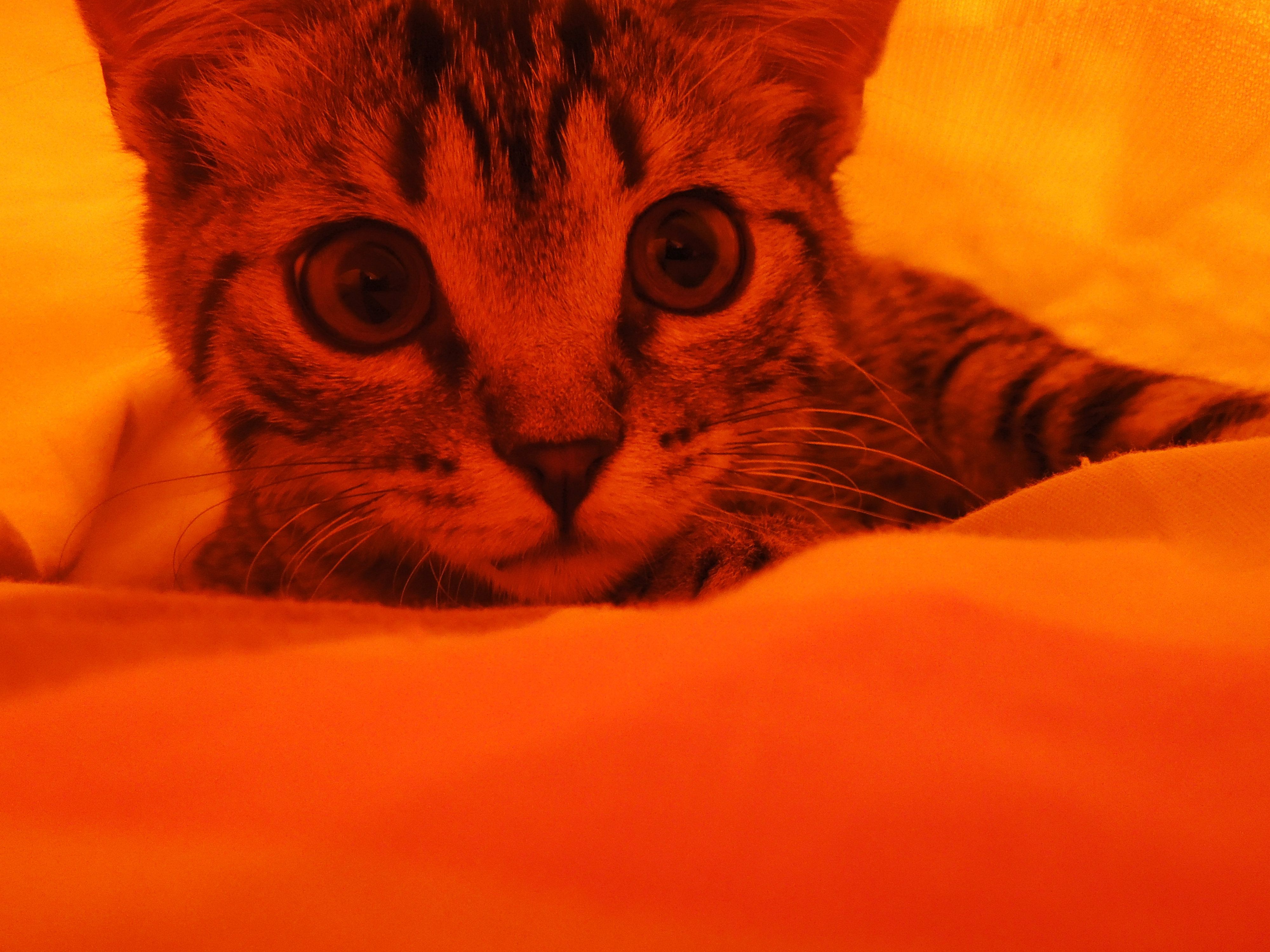 Cat, Eyes, Kote, Pussy, Cats, Cat, Kitty, Beautiful - Котик 2560 На 1440 - HD Wallpaper 