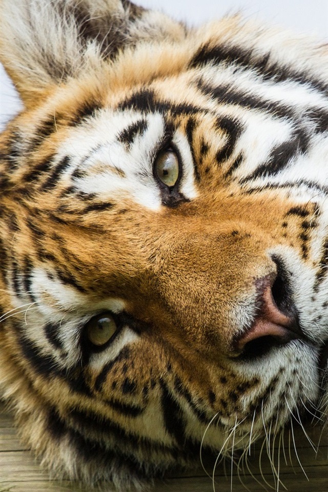 Hd Tiger Portrait - HD Wallpaper 